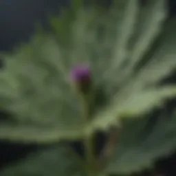 Close-up view of thistle leaves showcasing their serrated edges and vibrant green color.