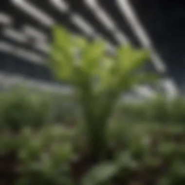 Optimized Plant Growth Under DC Lighting Plants thriving under DC powered grow lights