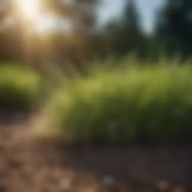 Healthy grass thriving in a sunny environment