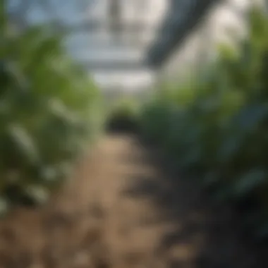 Crops Thriving in Greenhouse Healthy crops thriving under greenhouse plastic