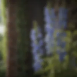 Elegant delphinium plant supported by a trellis