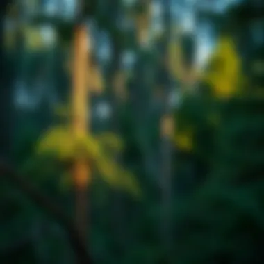 Notable Understanding Forest Carbon Sinks: Mechanisms, Benefits, and Challenges