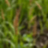Understanding Goose Grass Weed: Implications and Management in Agriculture Introduction