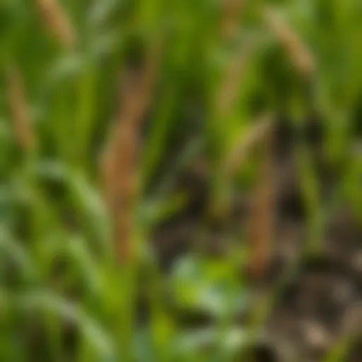 Understanding Goose Grass Weed: Implications and Management in Agriculture Introduction