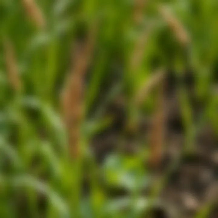 Understanding Goose Grass Weed: Implications and Management in Agriculture Introduction
