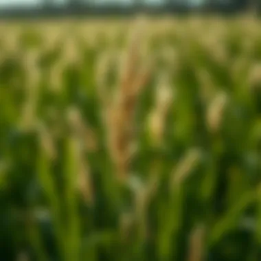 Notable Understanding Goose Grass Weed: Implications and Management in Agriculture