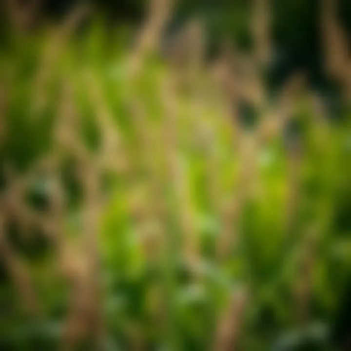 Understanding Goose Grass Weed: Implications and Management in Agriculture Summary