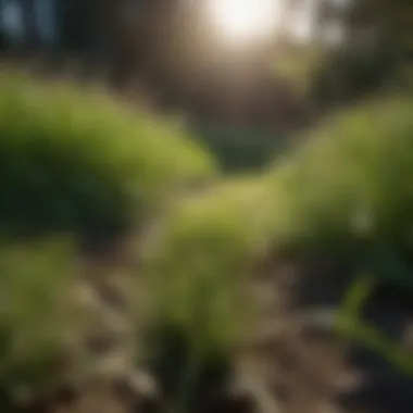 Grass Growth Comparison: Shade vs. Sun Comparison of grass growth in shaded vs. sunny areas