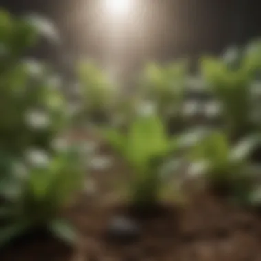 Healthy Plants Indicating High Brix Readings Healthy plants with high Brix readings