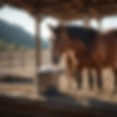 Innovative designs of horse salt lick holders in use