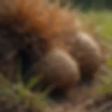 Close-up view of grubs damaging grass roots
