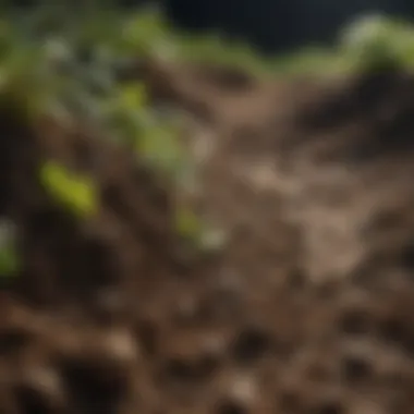 Probiotic-Enriched Soil for Sustainable Agriculture Healthy soil enriched with probiotics