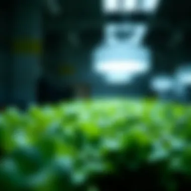 Essential Nutrients for Hydroponic Lettuce Visual representation of essential nutrients for lettuce