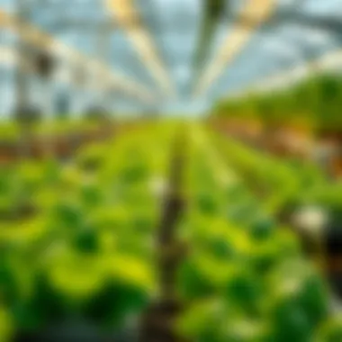 Hydroponic Setup for Lettuce Cultivation Hydroponic system setup for lettuce cultivation