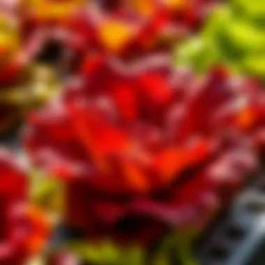 Nutrient Concentration for Optimal Lettuce Growth Hydroponic nutrient solution concentration for lettuce