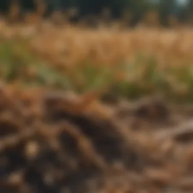 Infestation impact on a crop field