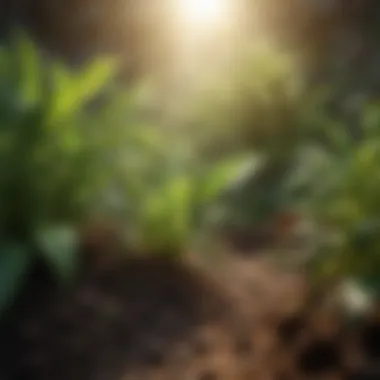 Illustration of Nitrogen Cycle in Plant Nutrition
