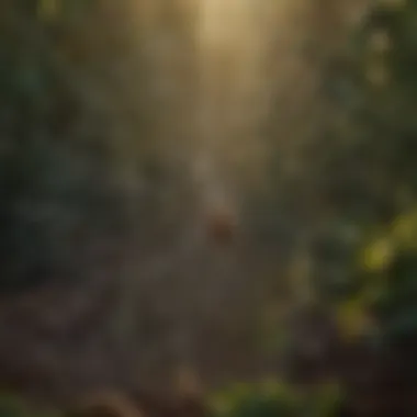 Close-up of a spider web in a natural setting