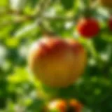 Understanding Pesticide Residues in Fruits and Vegetables Introduction