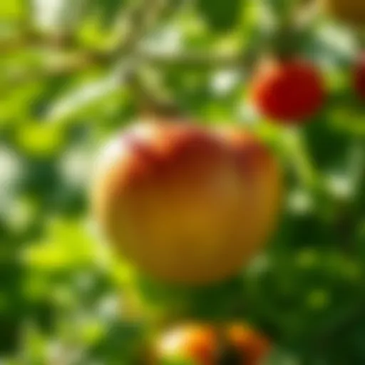 Understanding Pesticide Residues in Fruits and Vegetables Introduction