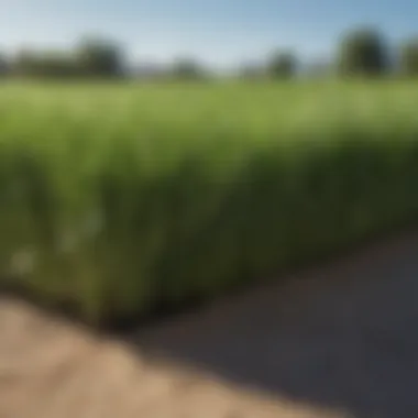 Bermuda Grass Sod Price Comparison A detailed chart comparing prices of Bermuda grass sod from various suppliers.