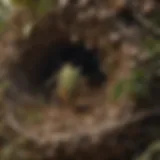 Close-up of a stink bug nest showing intricate structures