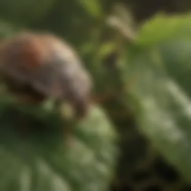 Effective Management Techniques for Stink Bugs Management techniques for stink bug control in crops