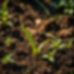 Understanding Super Soil Compost: A Key to Sustainable Agriculture Introduction