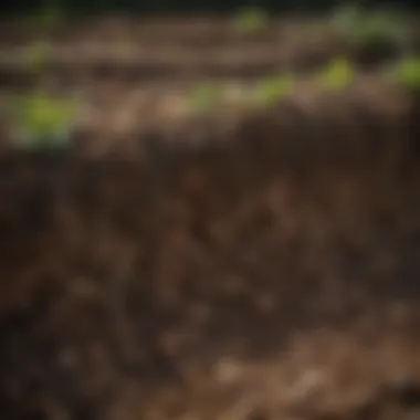 The Foundation of Organic Agriculture A close-up of soil rich in nutrients and organic matter