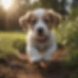 Puppy enjoying a healthy playtime outdoors