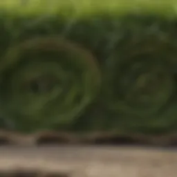 Close-up view of a freshly rolled sod showcasing the texture of the grass.