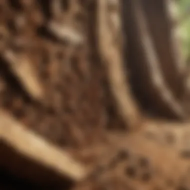 Drywood Termites Infesting Wood Visual representation of drywood termites infesting wood structures