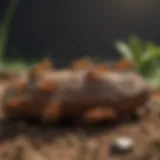 Illustration of subterranean termites in their natural habitat