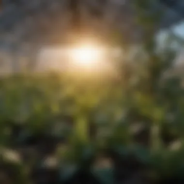 A close-up of plants thriving under UV rated greenhouse plastic, highlighting enhanced growth.