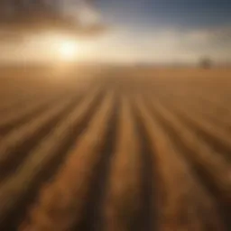 Vast wheat fields in the United States showcasing a bountiful harvest