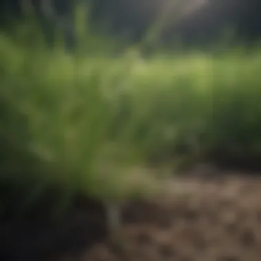 Close-up of Bermuda grass growth cycles