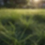 Lush Bermuda grass lawn after scalping