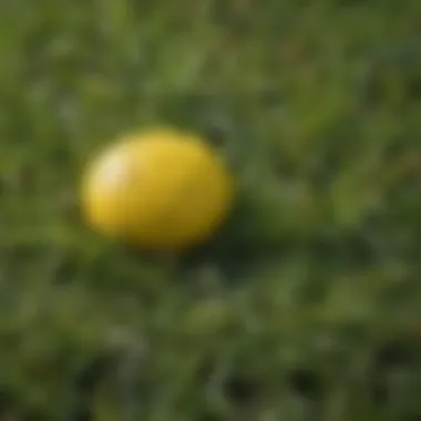 Close-up of yellow dead spots in a lush green lawn