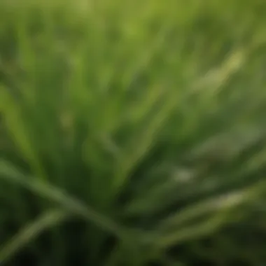 Close-up of Zoysia grass blades highlighting texture