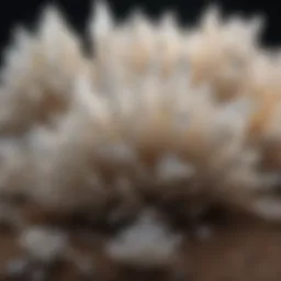 Gypsum crystals under a microscope