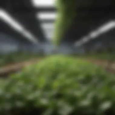 Lighting Comparison for Hydroponics Comparison of traditional and LED lighting in hydroponics for optimal plant development
