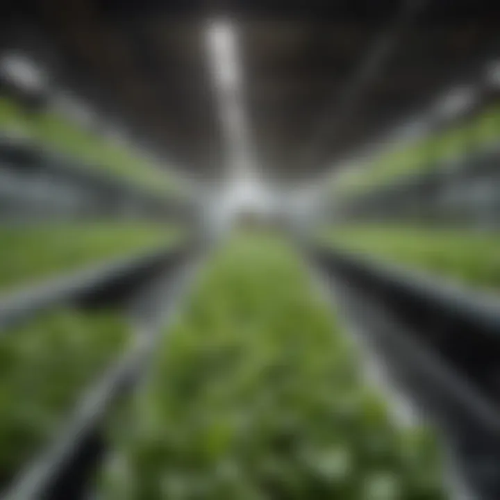 Hydroponic system thriving under efficient LED lighting conditions