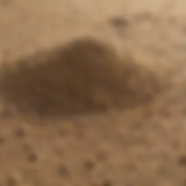 Close-up of different sand types suitable for lawn leveling