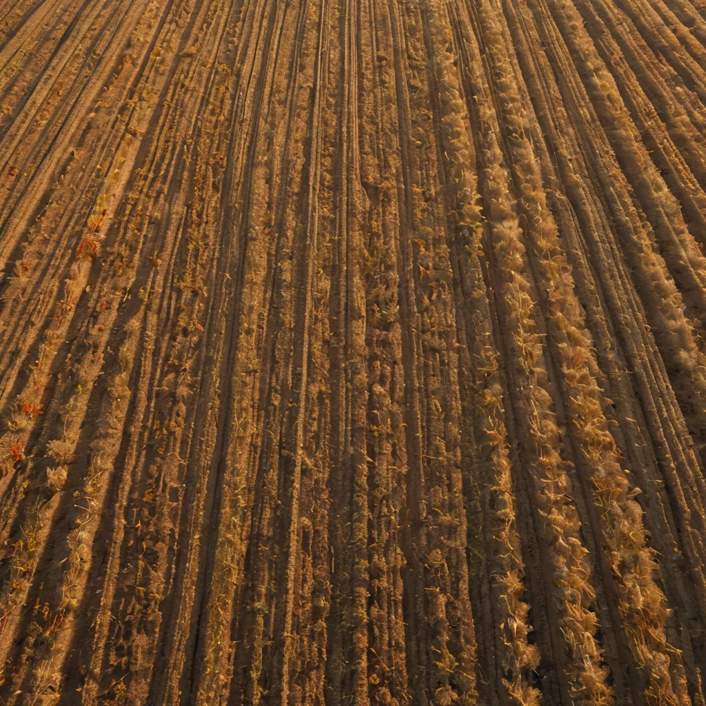 Exploring Grain Systems: Structure, Function, and Sustainability